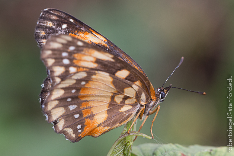 orange and black butterfly